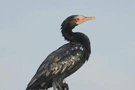 Reed Cormorant