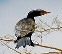 Cormoran africain