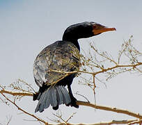 Reed Cormorant