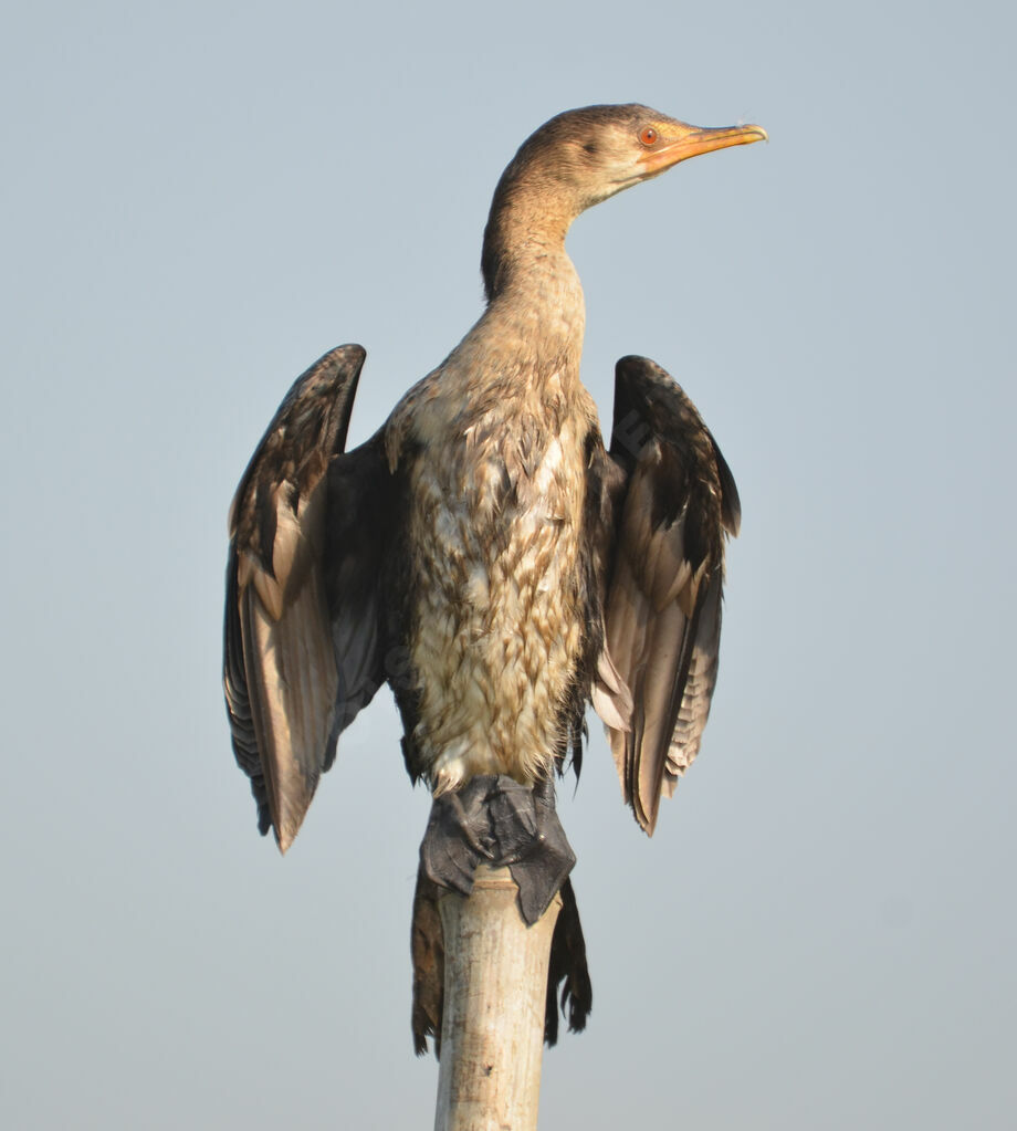 Cormoran africainimmature, identification