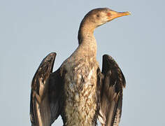 Reed Cormorant