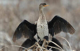 Cormoran africain