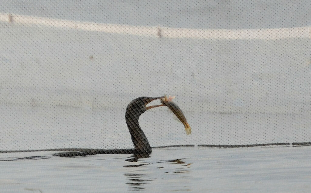 Reed Cormorantadult, feeding habits