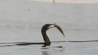 Reed Cormorant