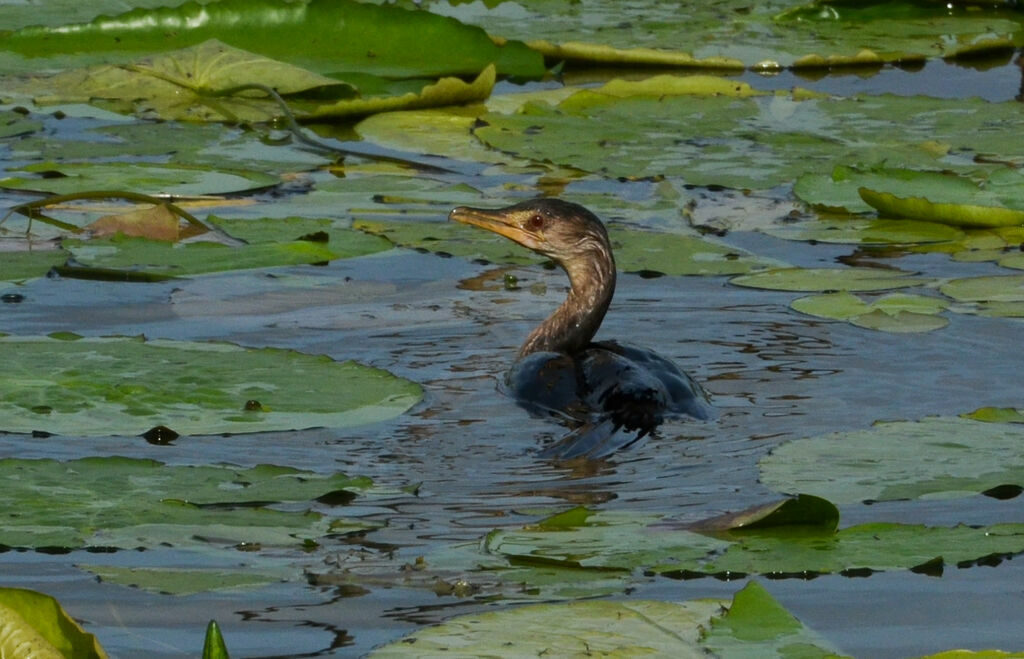 Reed Cormorantsubadult, identification, swimming