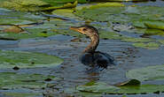 Cormoran africain