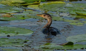 Reed Cormorant