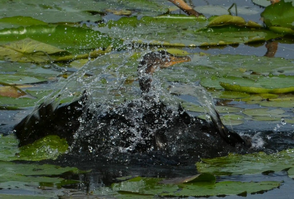 Cormoran africainadulte, soins