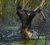 Reed Cormorant