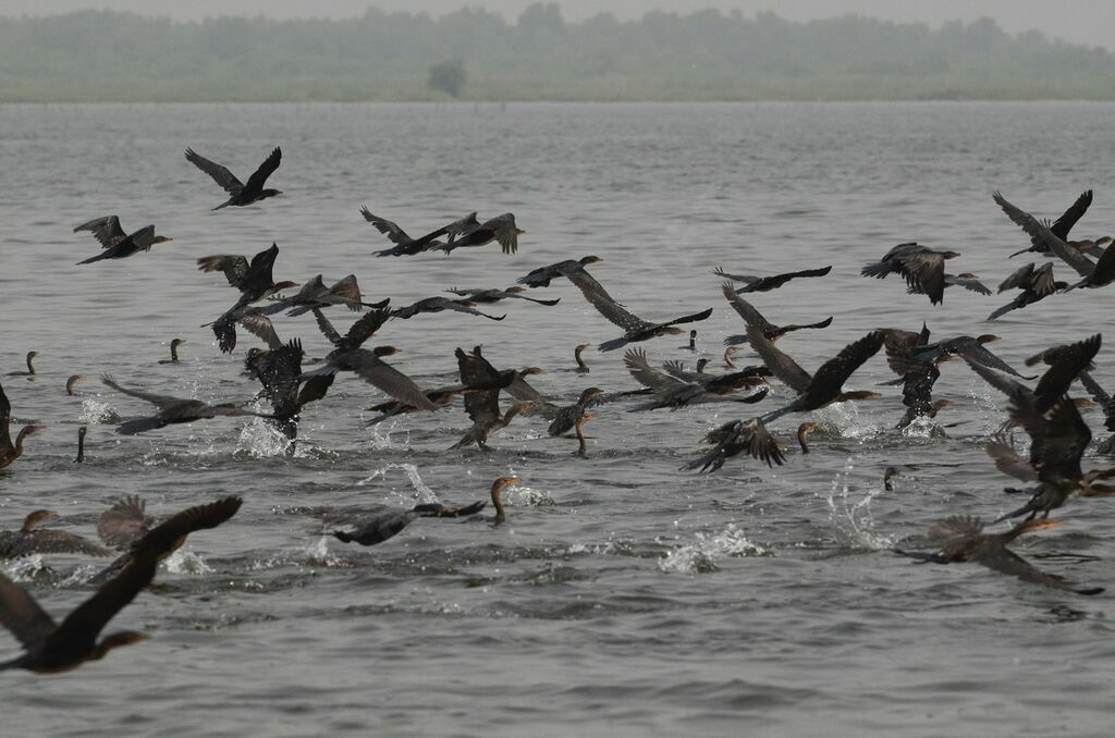 Reed Cormorant, fishing/hunting