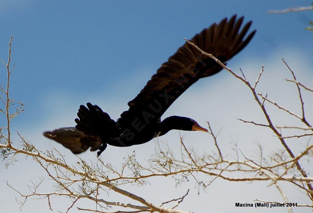 Reed Cormorantadult, Flight