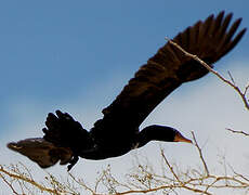 Reed Cormorant