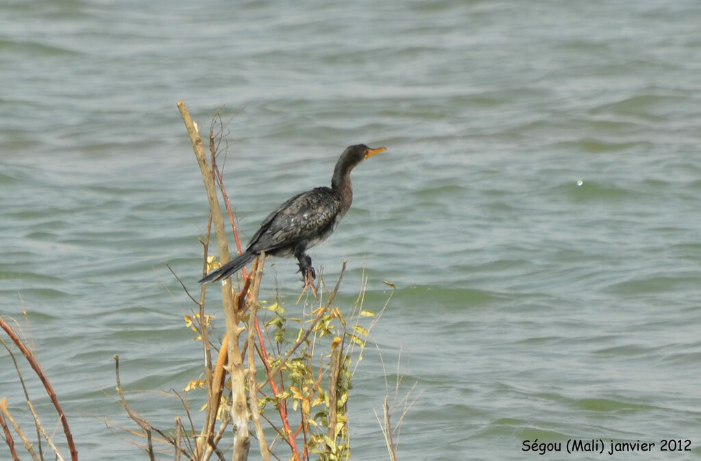 Reed Cormorantadult