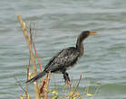 Cormoran africain