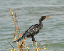 Cormoran africain