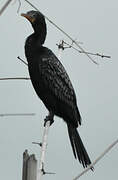 Reed Cormorant