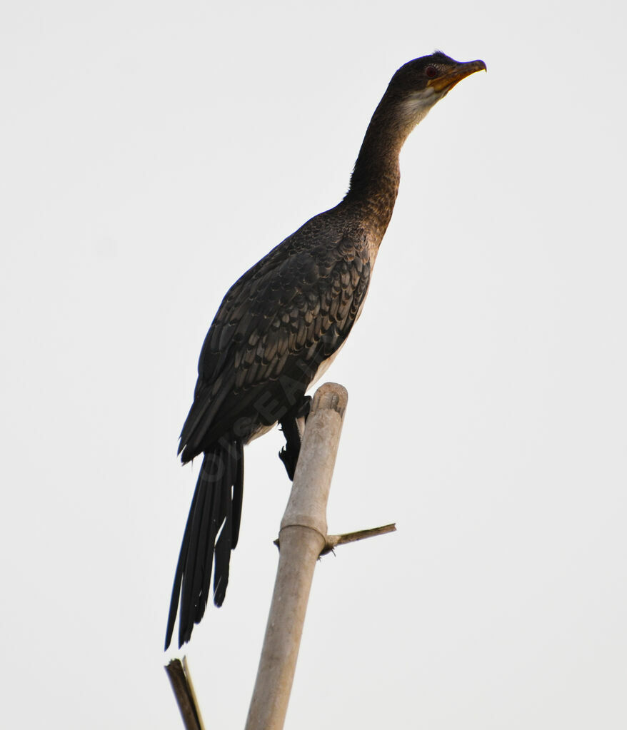 Reed Cormorantadult, identification