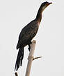 Cormoran africain