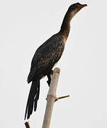 Reed Cormorant