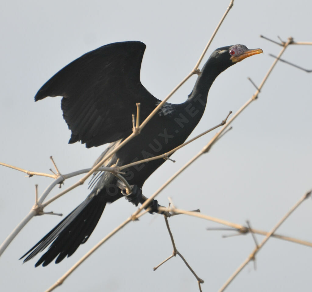 Reed Cormorantadult, identification