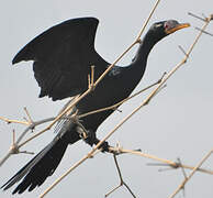 Reed Cormorant