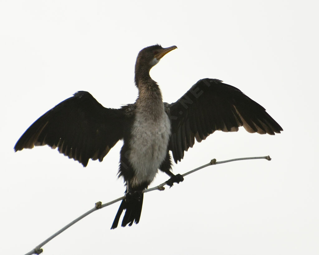 Reed Cormorant, identification, Behaviour