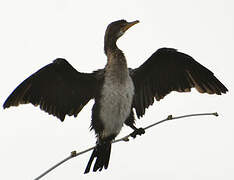 Reed Cormorant