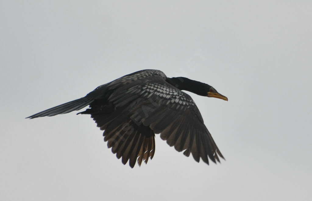 Reed Cormorantadult, Flight