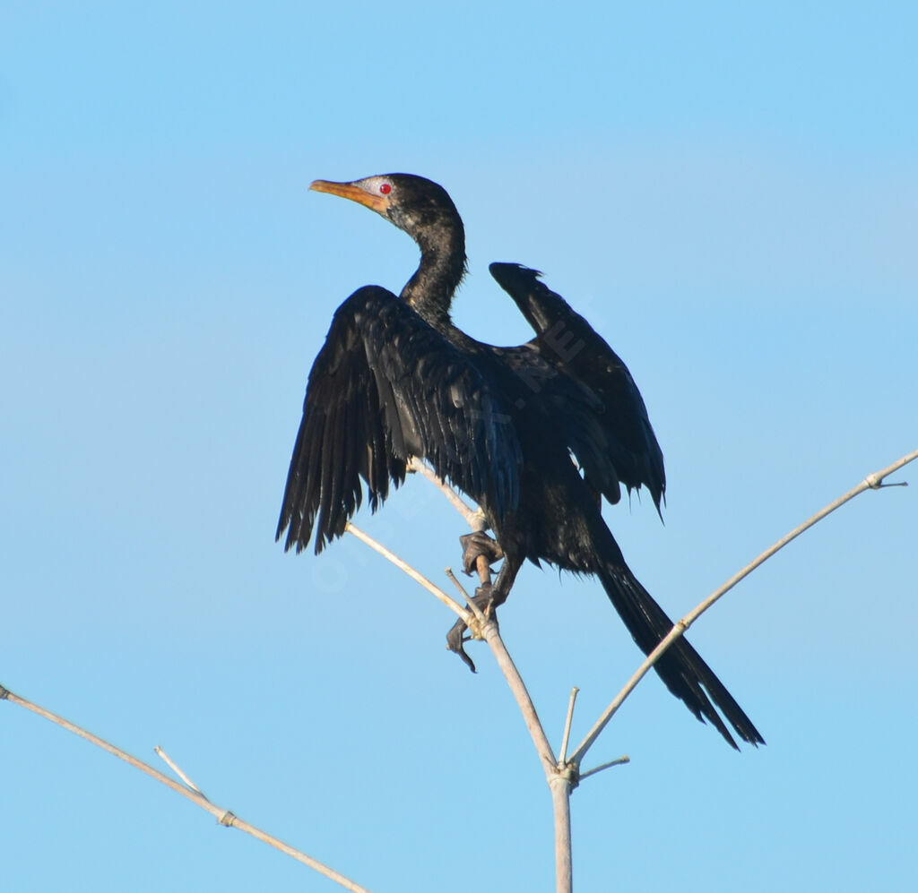 Reed Cormorantadult