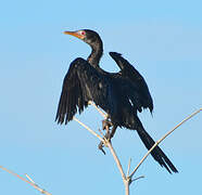 Reed Cormorant