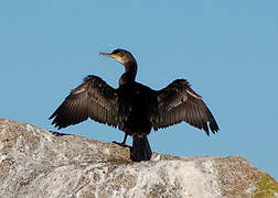 European Shag