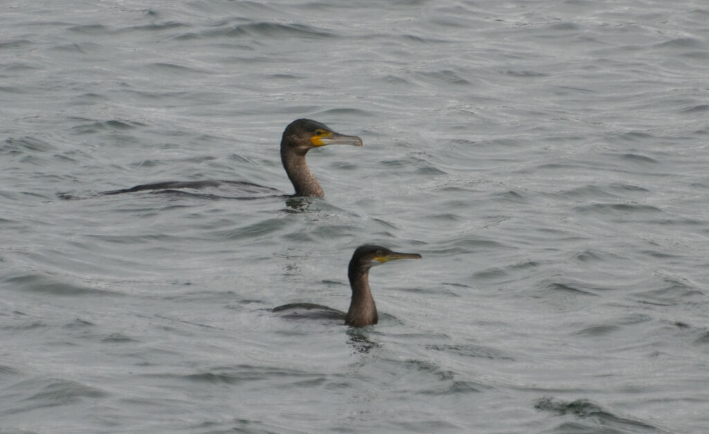 European Shag