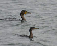 European Shag