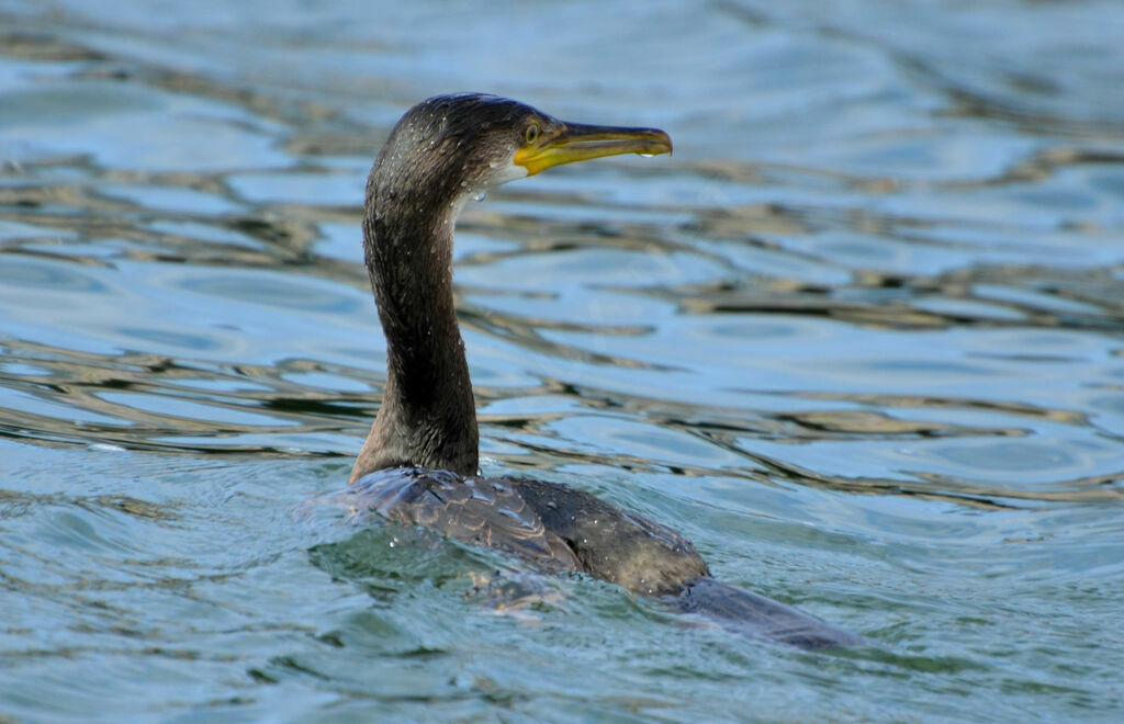 Cormoran huppé, identification