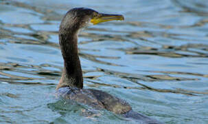 European Shag