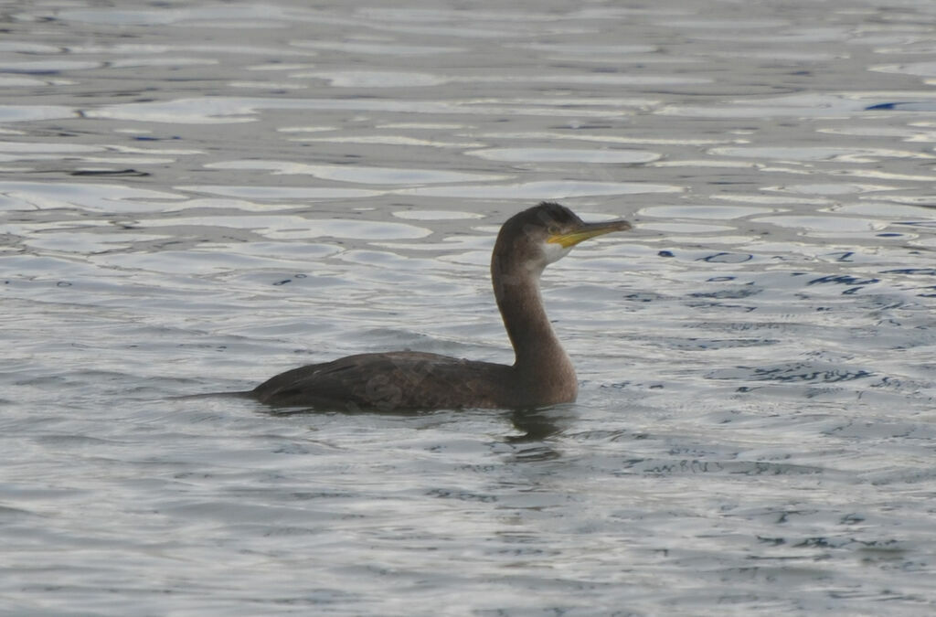 European Shag