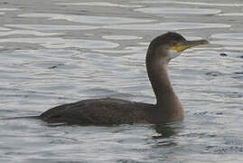 European Shag