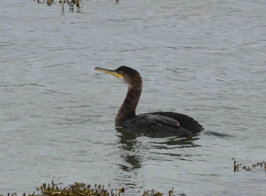 European Shag