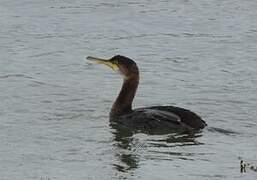 European Shag