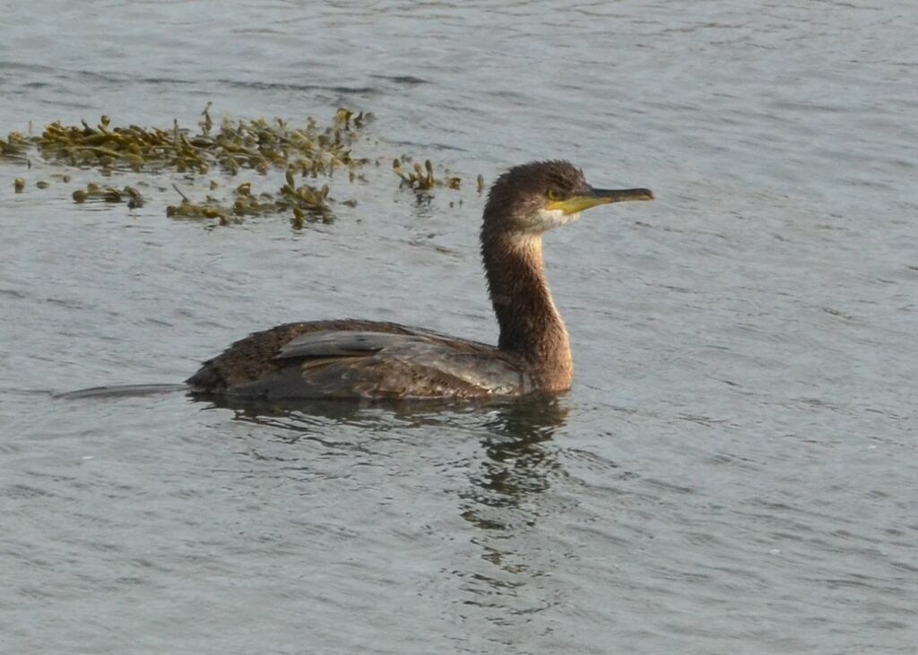 European Shag