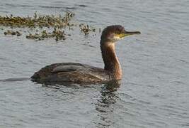 European Shag