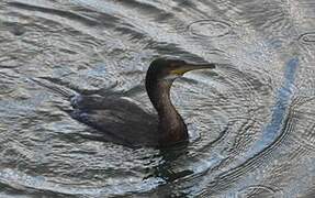 European Shag