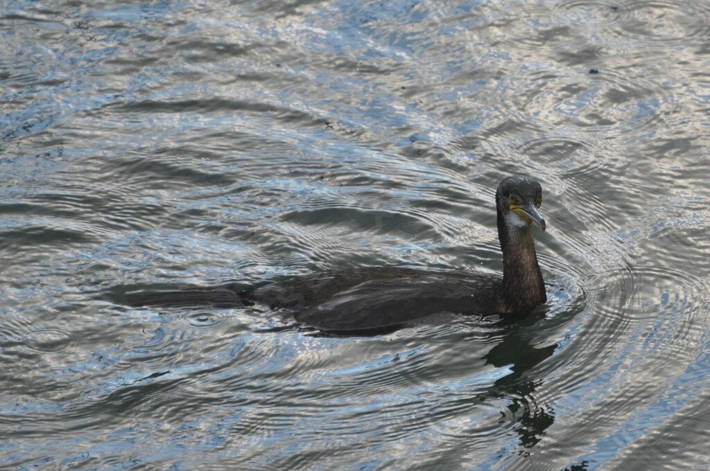 Cormoran huppéadulte, pêche/chasse