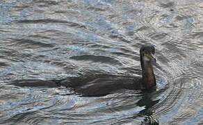 European Shag