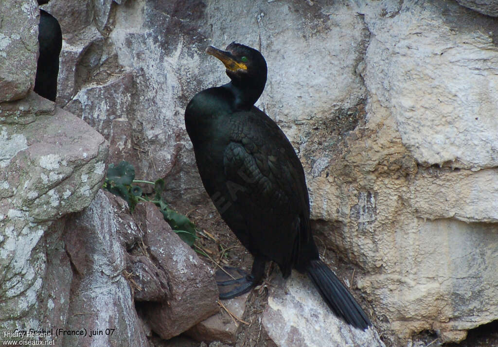 Cormoran huppéadulte nuptial, habitat