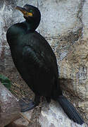 European Shag