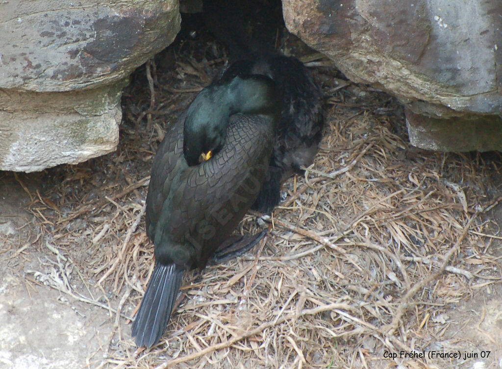 European Shag