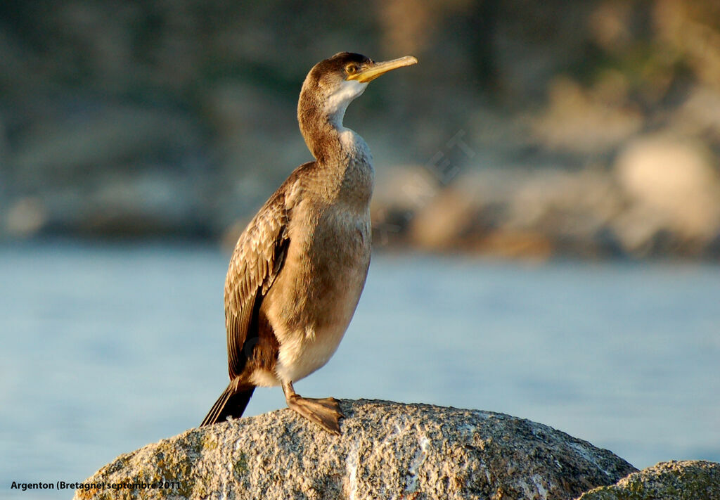 Cormoran huppéimmature