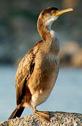 European Shag