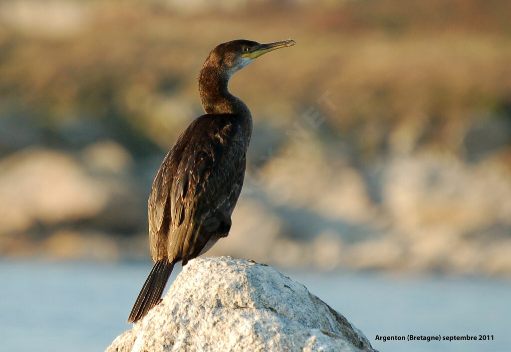 Cormoran huppéimmature